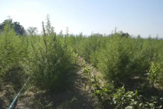 Plantação de Cannabis