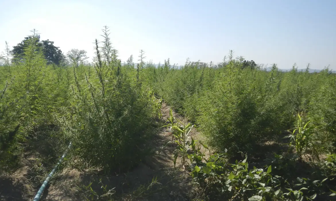 Plantação de Cannabis