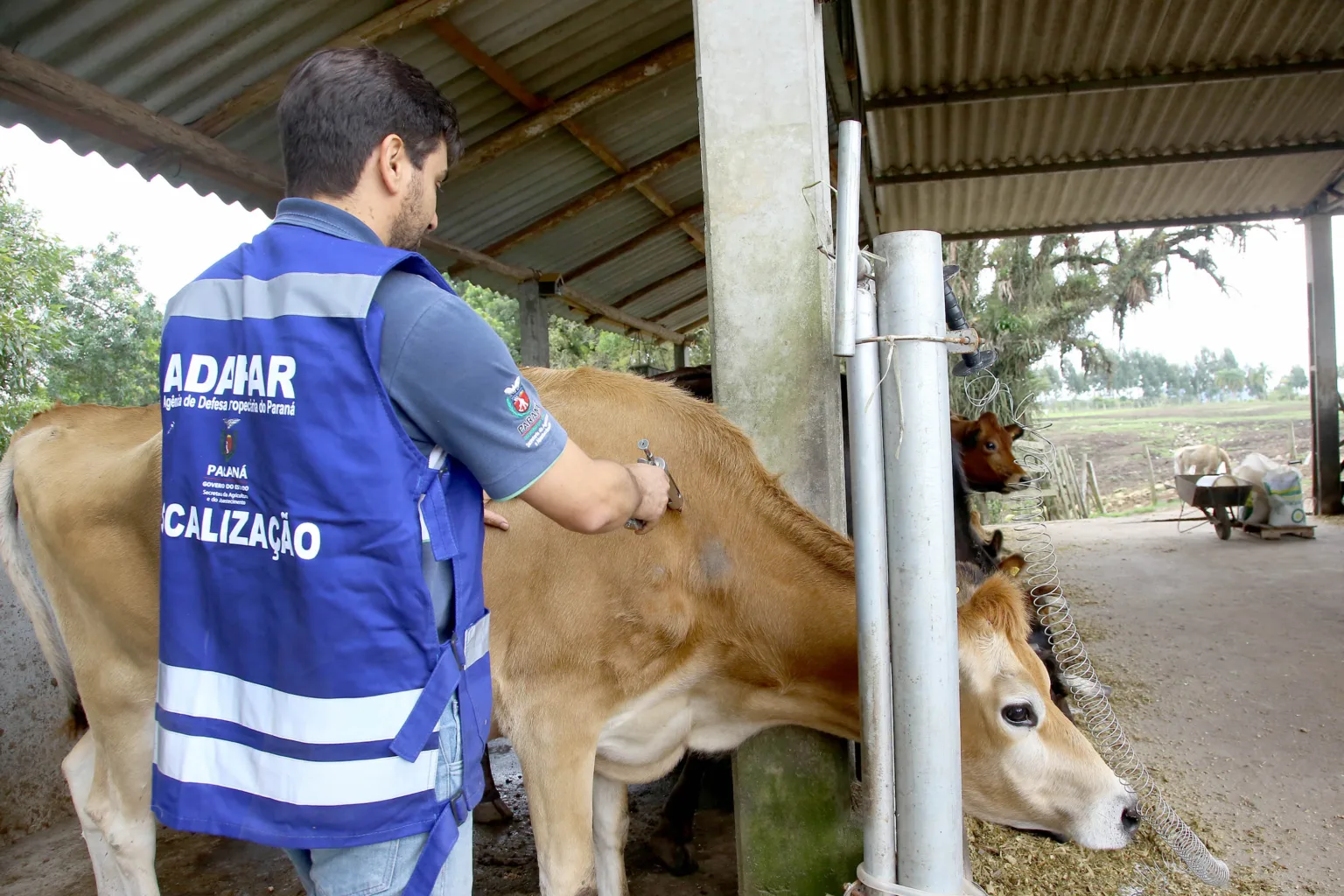 Os médicos veterinários do setor privado que atuam no Programa Estadual de Controle e Erradicação da Brucelose e Tuberculose (PECEBT), coordenado pela Agência de Defesa Agropecuária do Paraná (Adapar), devem fazer o recadastramento neste mês de novembro.