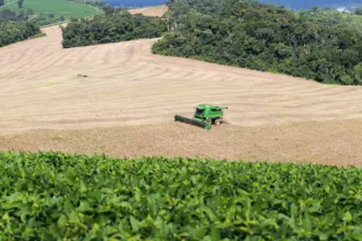 safra de feijão tem aumento de 55% de área plantada no Paraná