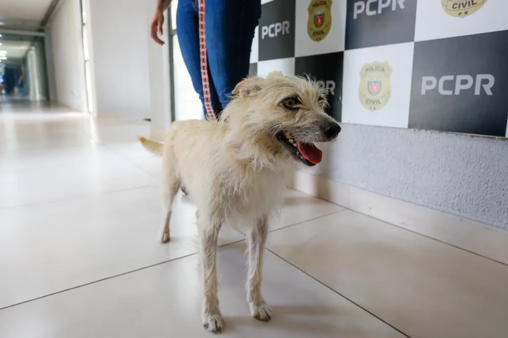 Policiais civis adotam cachorrinha que "pediu ajuda" para salvar os filhotes 4 filo 01
