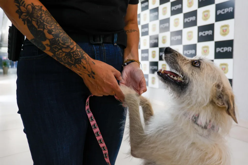 Policiais civis adotam cachorrinha que "pediu ajuda" para salvar os filhotes 8 filo 03