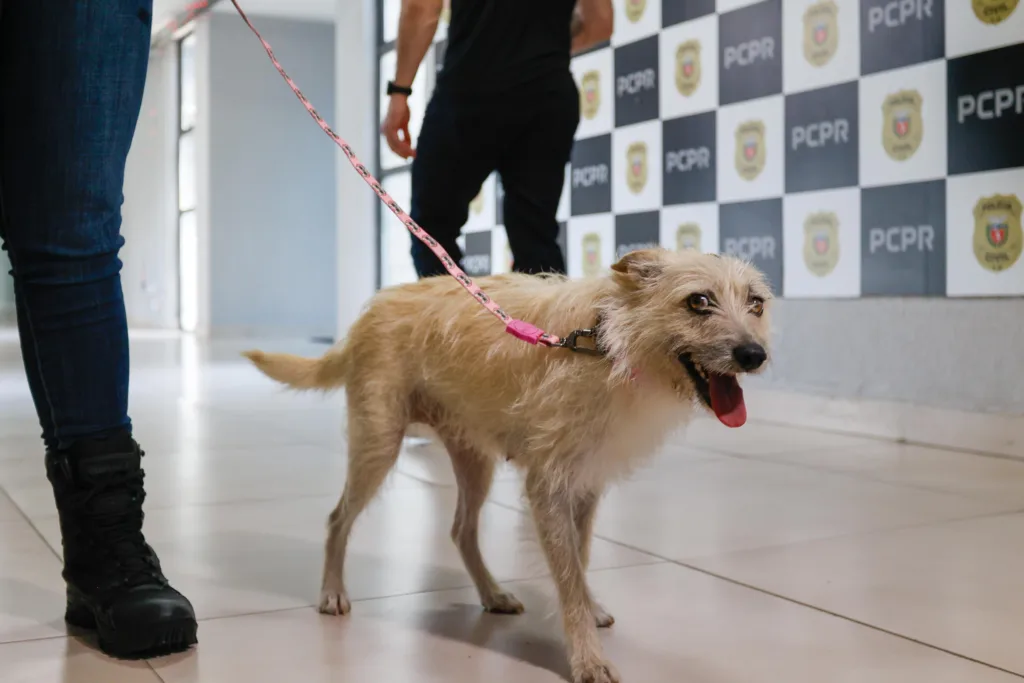 Policiais civis adotam cachorrinha que "pediu ajuda" para salvar os filhotes 3 filo 04