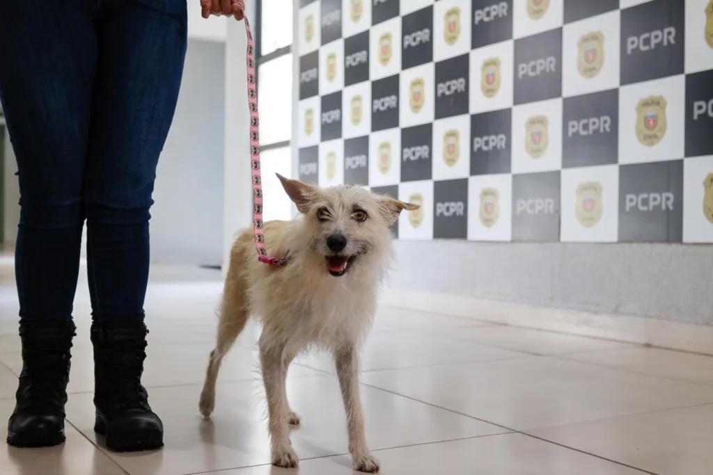Policiais civis adotam cachorrinha que "pediu ajuda" para salvar os filhotes 7 filo 07