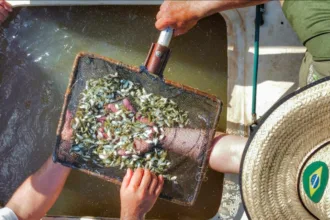 No Paraná, nova fase do projeto Rio Vivo começa com a soltura de 100 mil peixes no Rio Ivaí