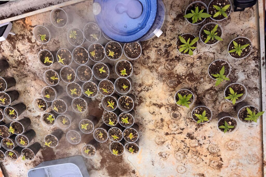 Polícia Civil do Paraná desmonta esquema para produção de maconha 4 whatsapp image 2024 11 12 at 09.10.53