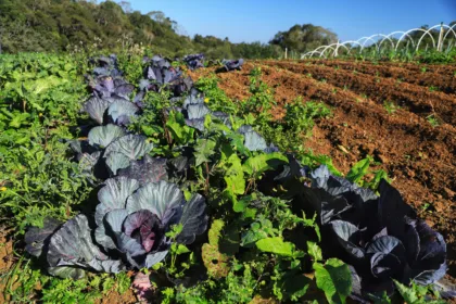 Projeto Renda Agricultor Familiar passa a atender 10 mil pessoas no Paraná