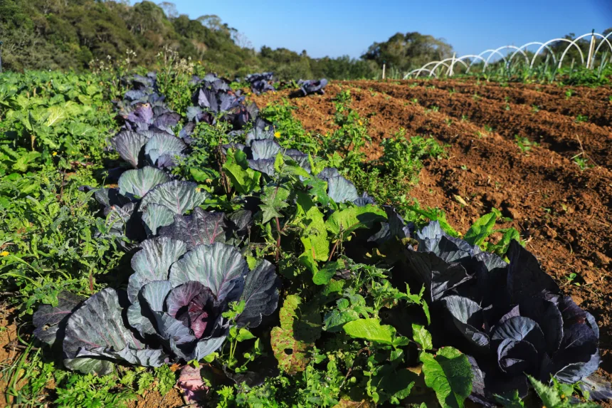 Projeto Renda Agricultor Familiar passa a atender 10 mil pessoas no Paraná