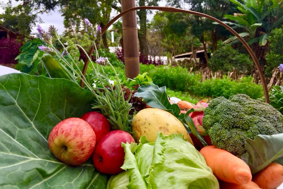 Paraná divulga novo plano de segurança alimentar