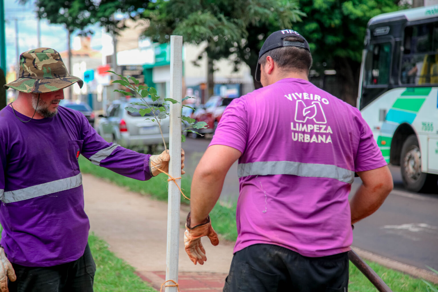 O município realizou plantio de ipês roxos, como determina o Plano de Gestão da Arborização Urbana (Crédito: Rafael Macri / PMM)