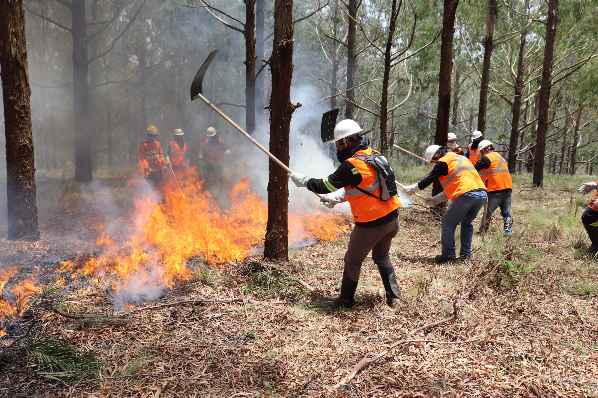 Voluntários podem se inscrever para curso de brigadista florestal