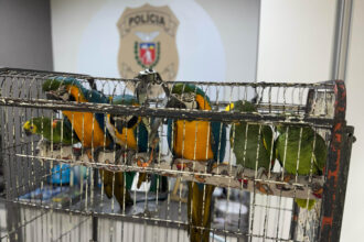 Polícia Civil resgata araras e papagaios vítimas do tráfico de animais em Curitiba