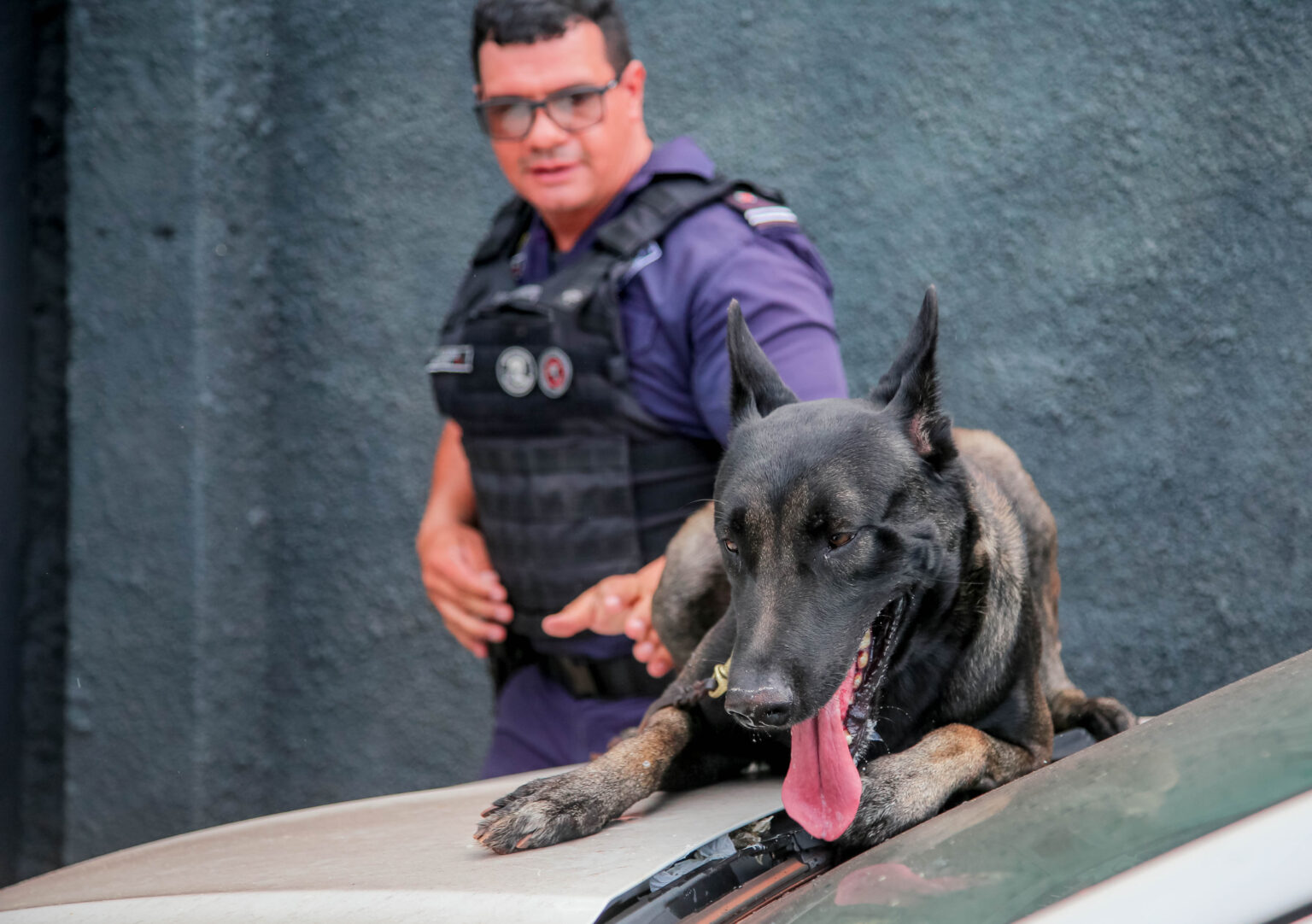 Cão Tyson, novo membro da Guarda Civil Municipal (Crédito: Rafael Macri/ PMM)