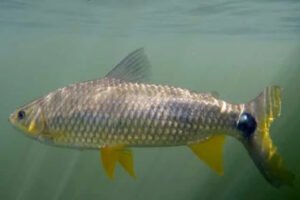 Evolução de família de peixes de água doce da América do Sul