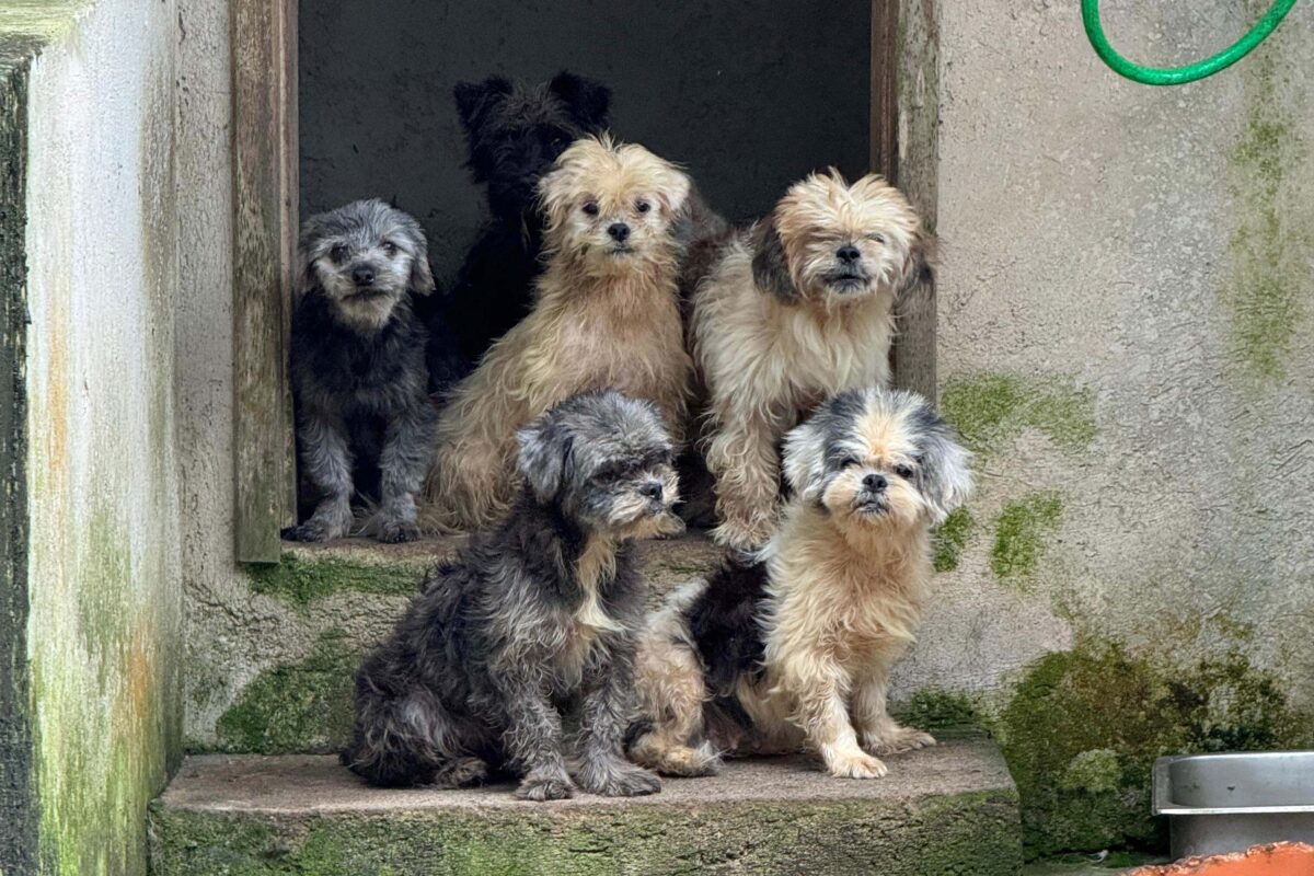 Polícia Civil resgata mais de 130 cães vítimas de maus-tratos e prende mulher em Bocaiúva do Sul 2 a3a03670 f5ab 48e2 8024 20130e9cd09d
