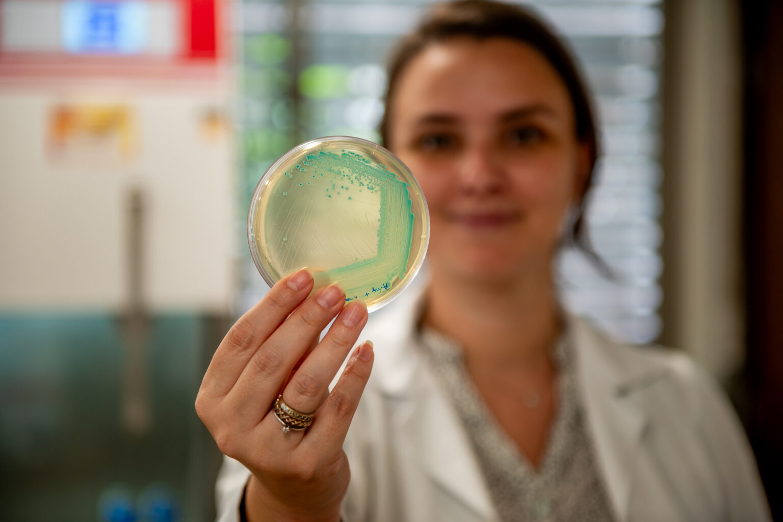 Já disponível no mercado, bactéria biotecnológica aumenta produtividade do milho