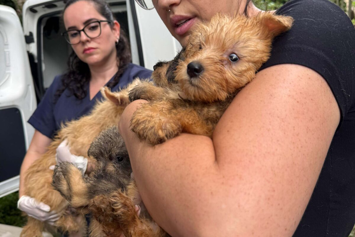 Polícia Civil resgata mais de 130 cães vítimas de maus-tratos e prende mulher em Bocaiúva do Sul 3 dea2dc8f fb1a 47e0 9b8a 05a090d347a4