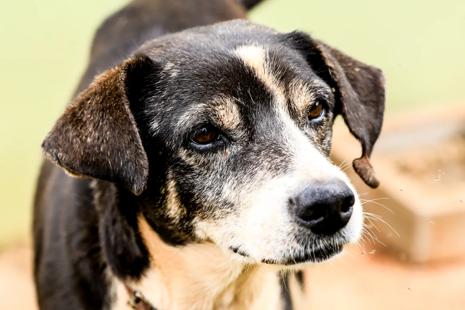 Os animais foram resgatados pelo município em situações de maus-tratos ou abandono. (Crédito: Arquivo/PMM)