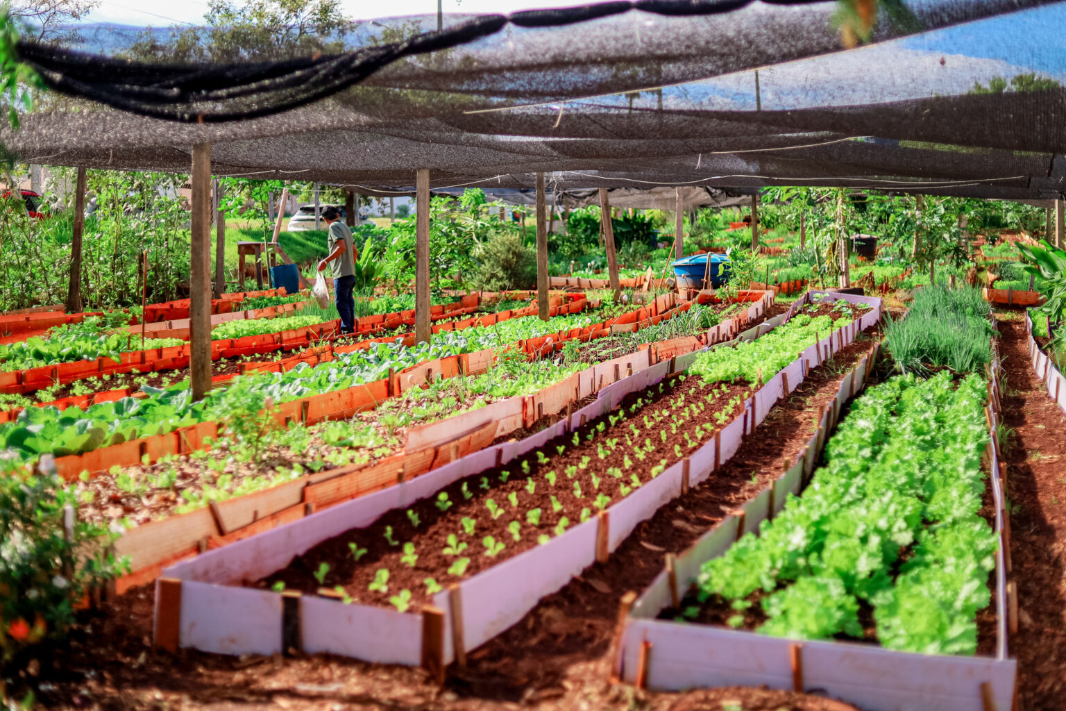 Projeto Horta Terapêutica