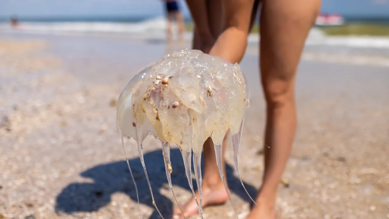 A cautious curious displeased woman holds a translucent dead dangerous poisonous jellyfish in her hands and scatters it while standing on the sea coast, under the hot scorching sun