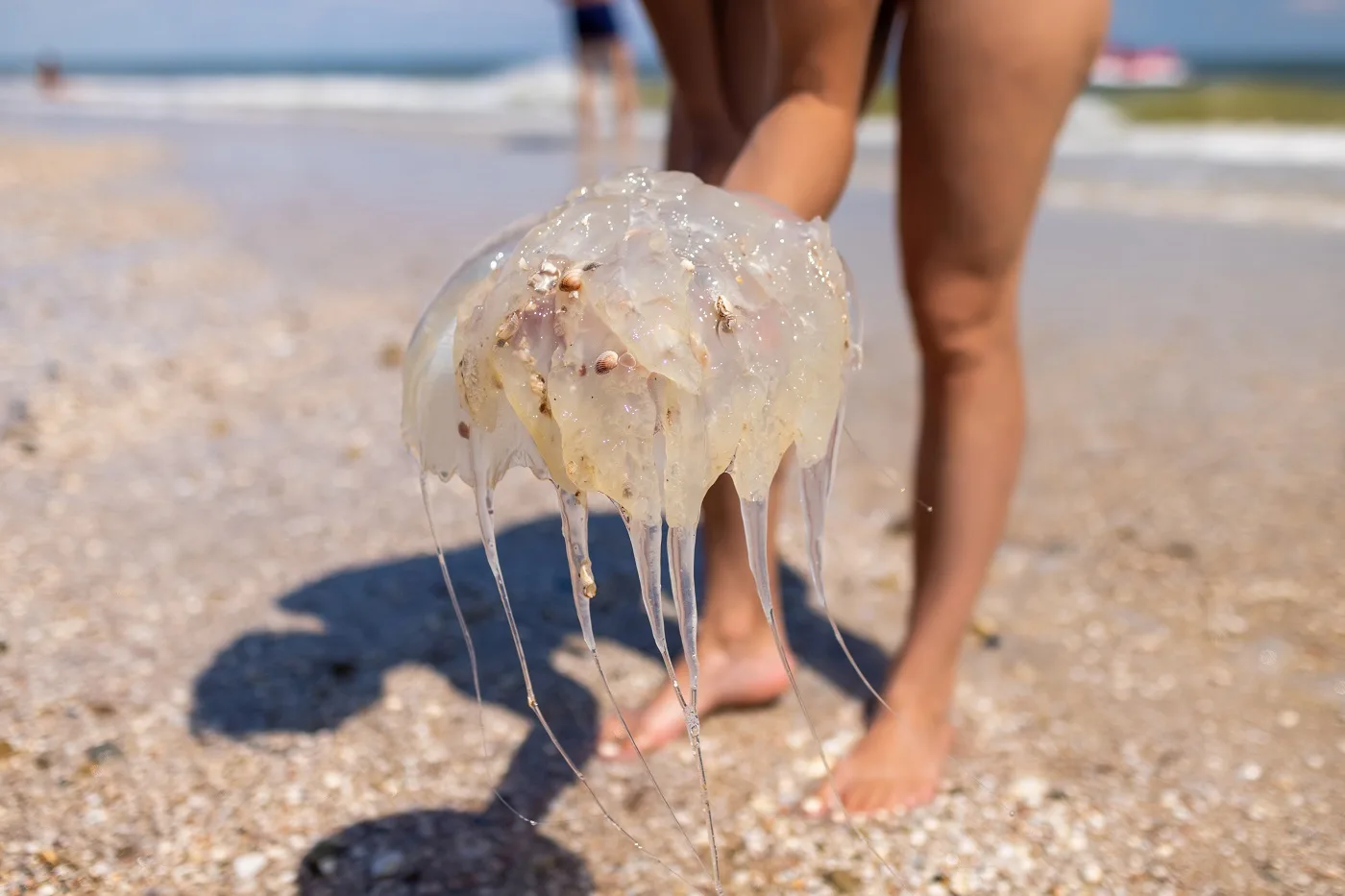 A cautious curious displeased woman holds a translucent dead dangerous poisonous jellyfish in her hands and scatters it while standing on the sea coast, under the hot scorching sun