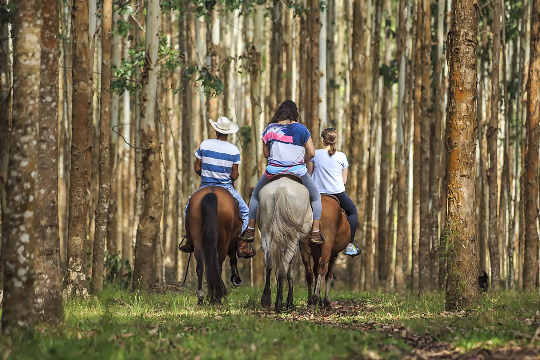 Turismo rural no Paraná