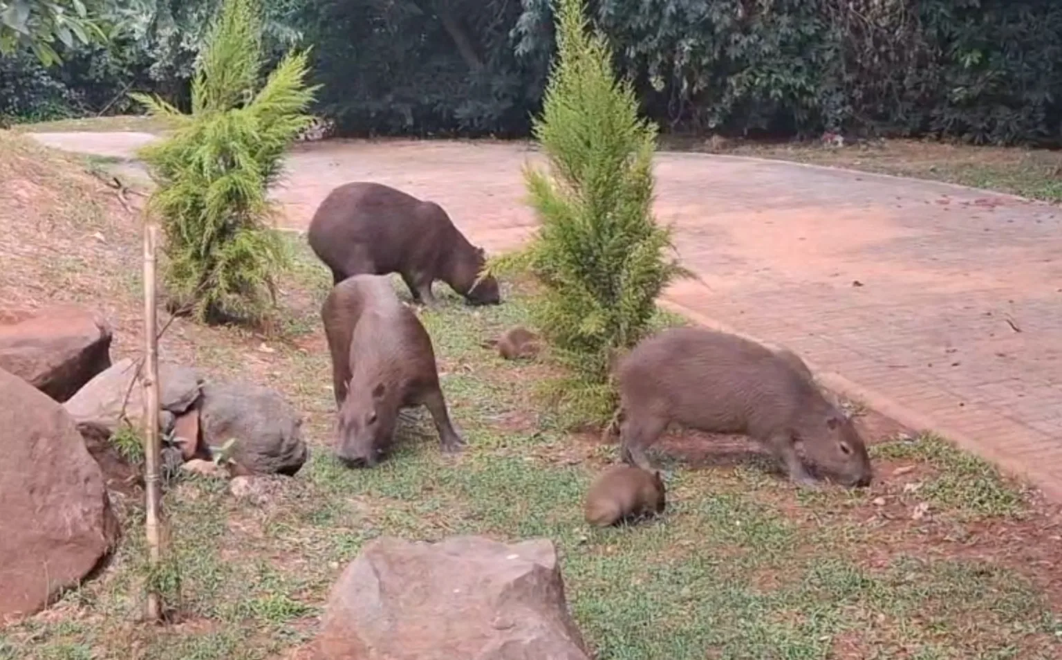 Filhotes de capivara nascem no Parque do Ingá e encantam visitantes