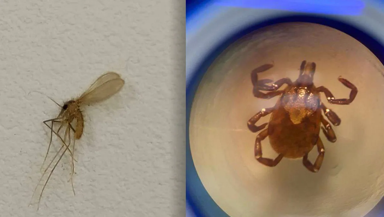 Carrapato e mosquito palha