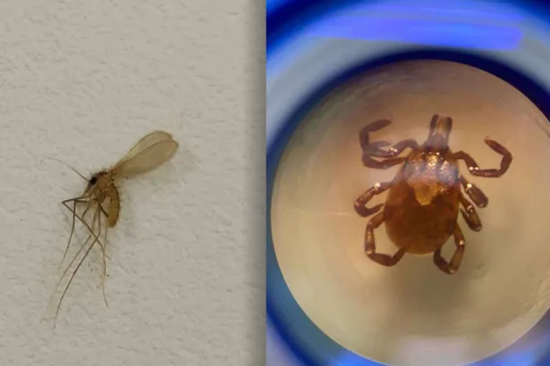 Carrapato e mosquito palha