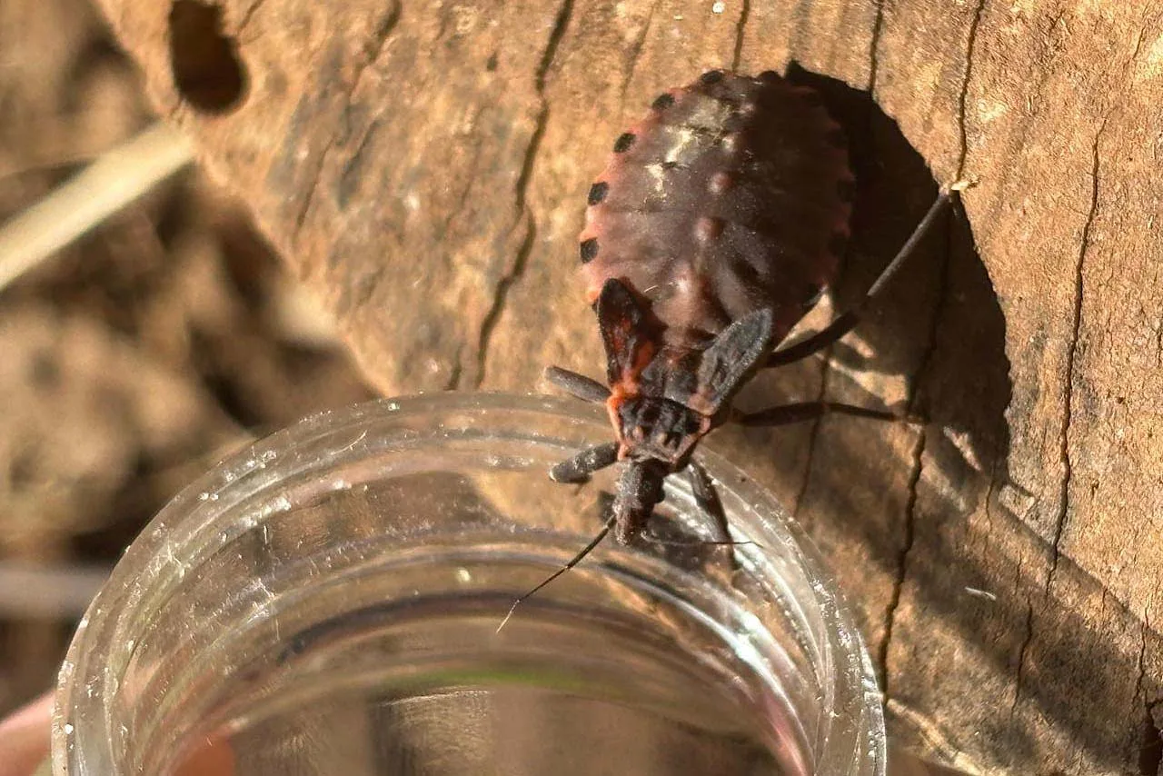 Saude alerta sobre prevencao contra o bicho barbeiro para evitar a doenca de Chagas