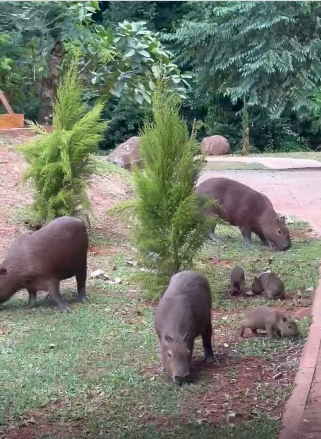 Filhotes de capivara nascem no Parque do Ingá e encantam visitantes