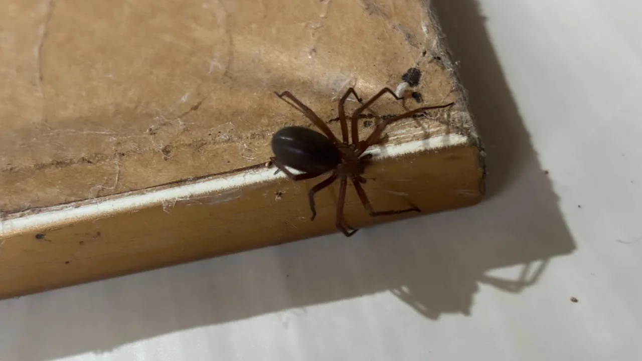 Cuidados com aranhas