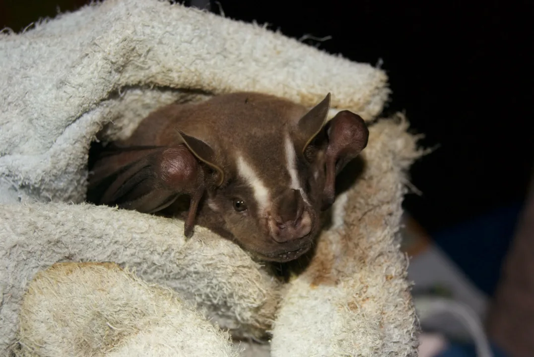 Noctilio leporinus