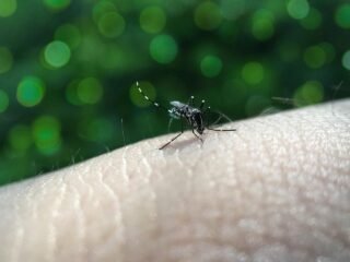 Aedes Aegypti