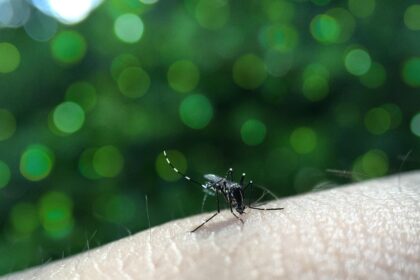 Aedes Aegypti