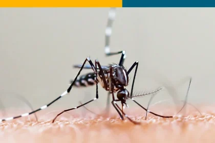 Aedes Aegypti