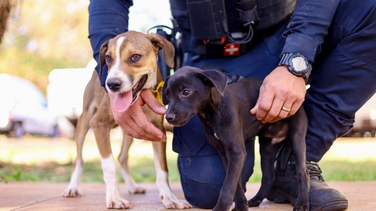 Caes adotados pela Guarda Civil Municipal - Saiba Já News