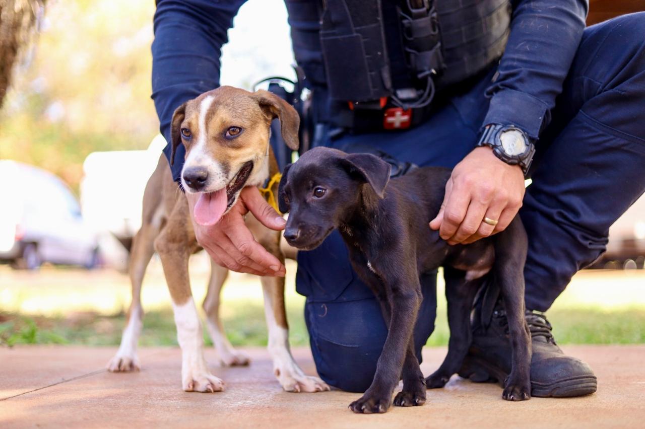 Caes adotados pela Guarda Civil Municipal - Saiba Já News