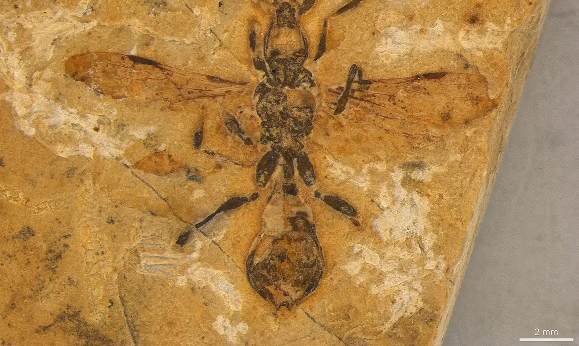 Fóssil de formiga mais antiga do mundo