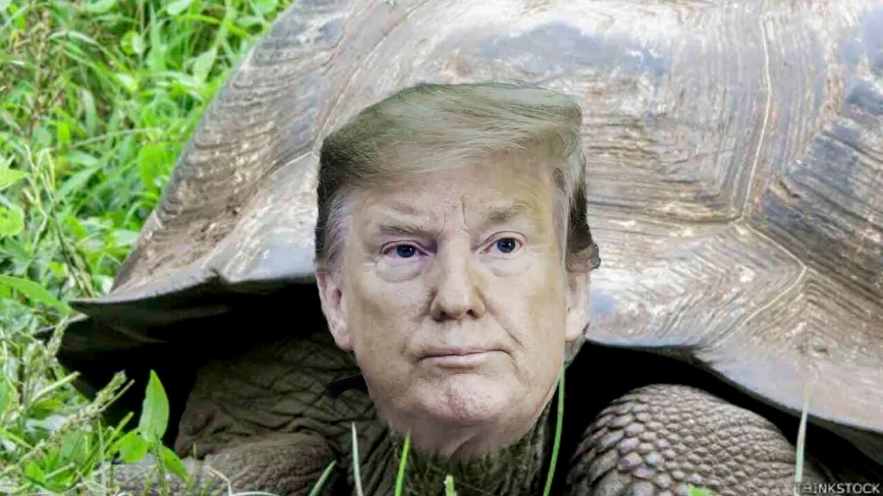 Is Donald Trump a turtle?