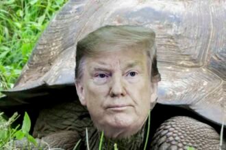 Is Donald Trump a turtle?