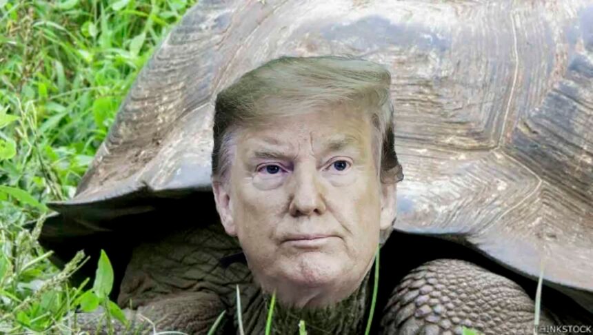 Is Donald Trump a turtle?