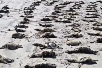 Morte de mais de 700 pinguins em Sao Paulo - Saiba Já News