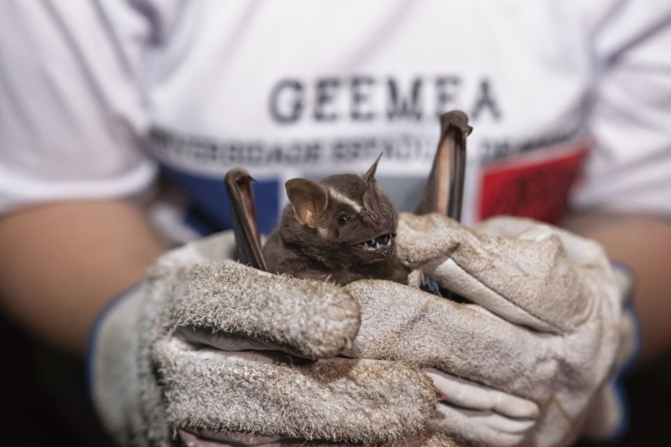 Noite dos Morcegos 2025 - Saiba Já News
