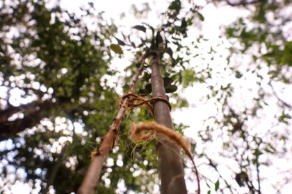 Plantio de mudas de arvores no Parque Alfredo Nyffeler - Saiba Já News