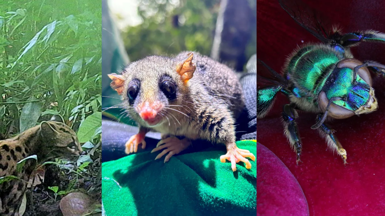 Ponte de Guaratuba Litoral do Parana monitoramento ambiental obras biodiversidade sustentabilidade SIMEPAR fauna especies sensiveis especies ameacadas bugio ruivo lontra sapinho pulga falsa coral gaviao pombo