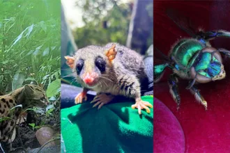 Ponte de Guaratuba Litoral do Parana monitoramento ambiental obras biodiversidade sustentabilidade SIMEPAR fauna especies sensiveis especies ameacadas bugio ruivo lontra sapinho pulga falsa coral gaviao pombo