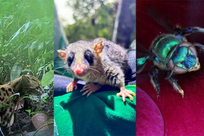 Ponte de Guaratuba Litoral do Parana monitoramento ambiental obras biodiversidade sustentabilidade SIMEPAR fauna especies sensiveis especies ameacadas bugio ruivo lontra sapinho pulga falsa coral gaviao pombo