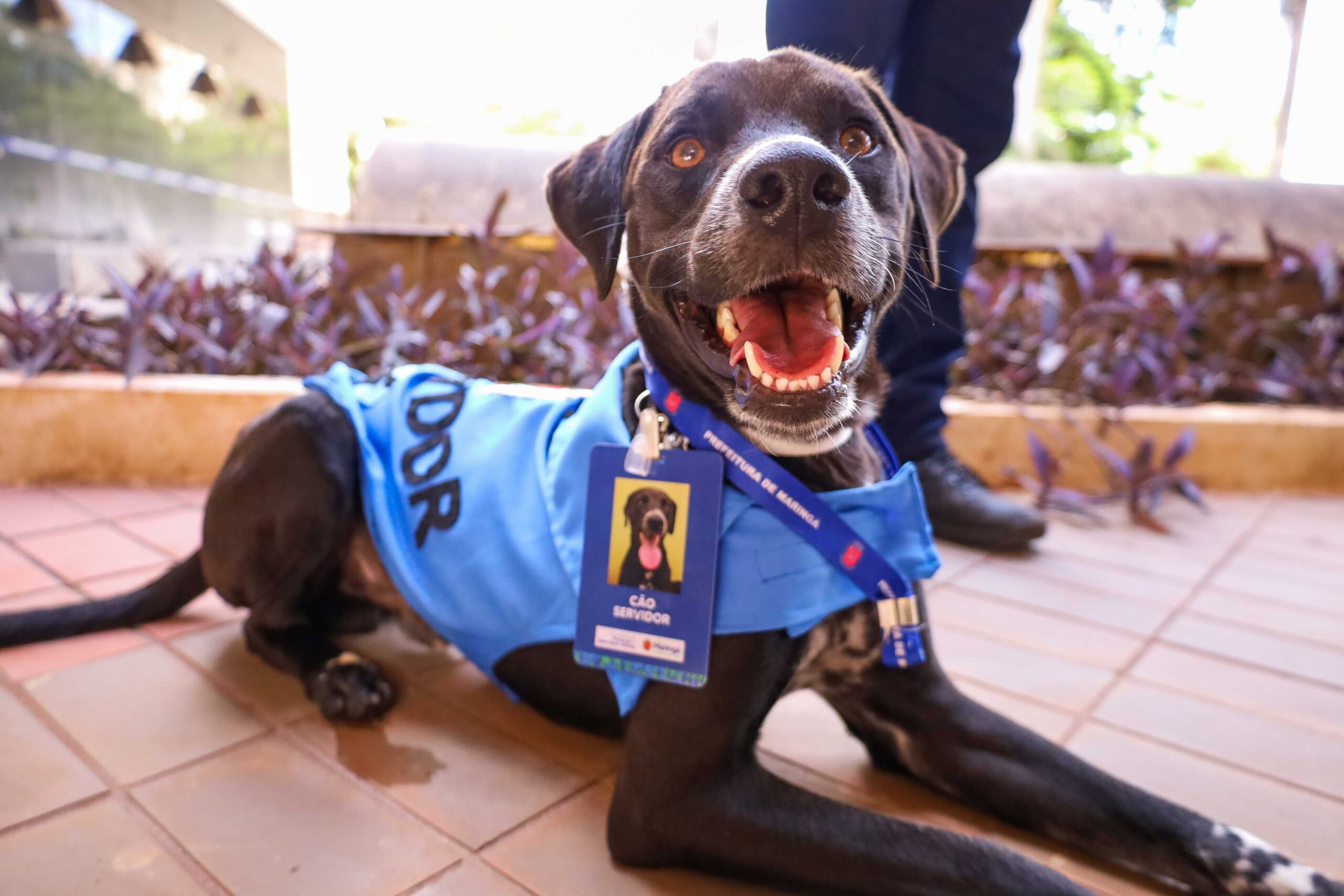 Projeto Cao Servidor scaled - Saiba Já News