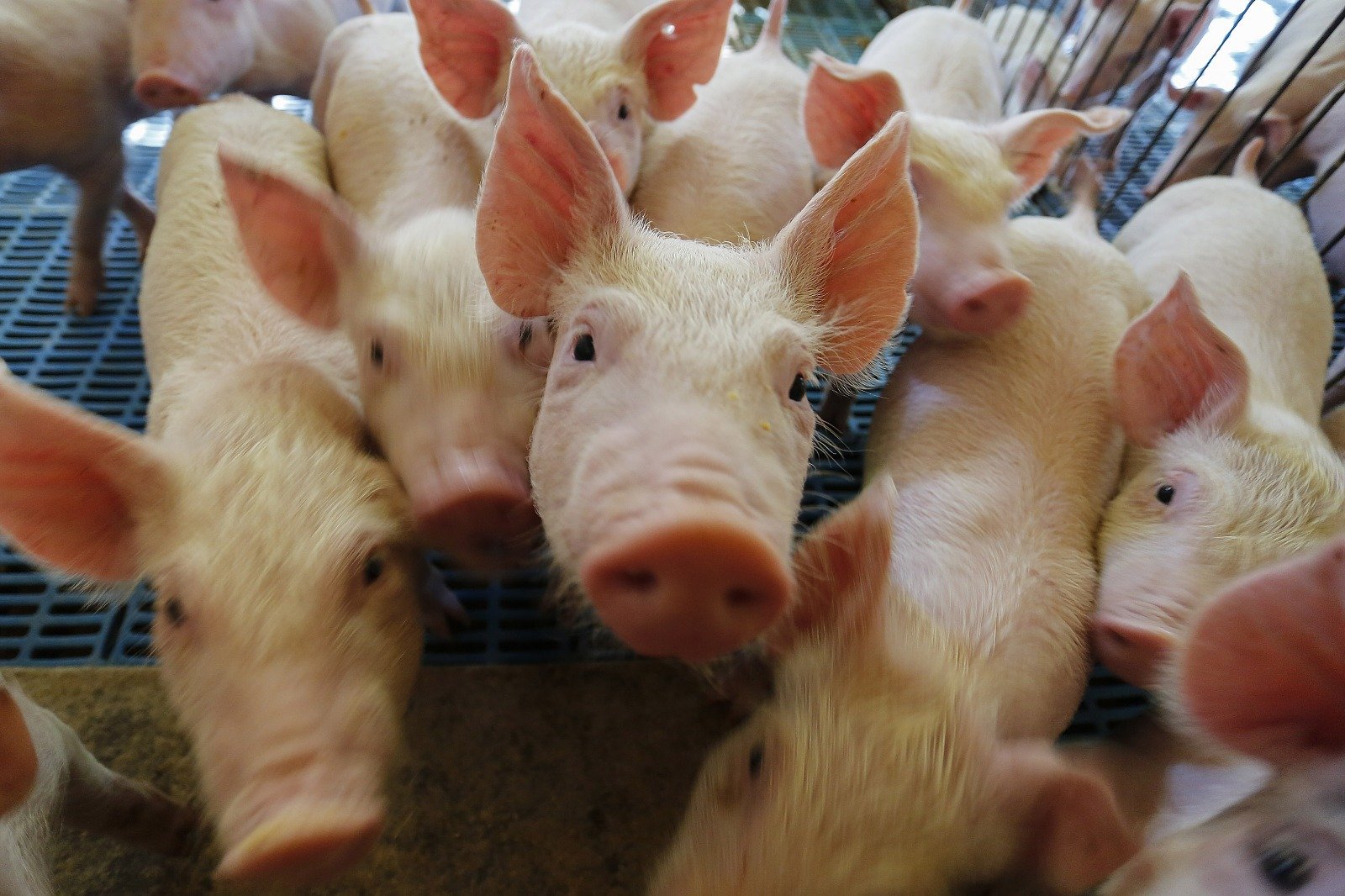 Paraná vai exportar carne suína para o Chile 7 Paraná vai exportar carne suína para o Chile